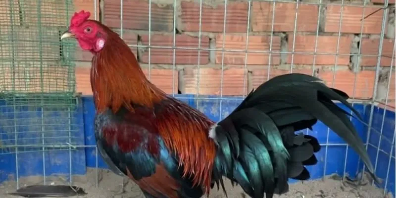 ga-butcher-la-giong-chien-ke-co-tinh-than-bat-khuat